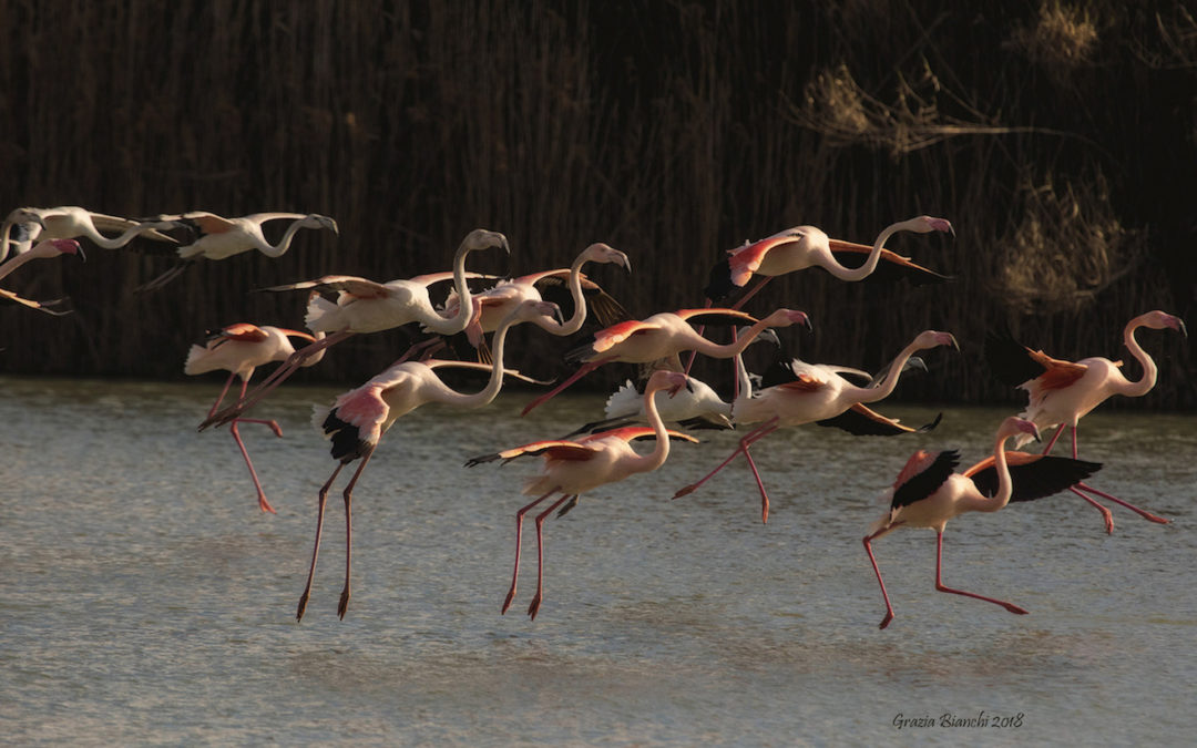 SCATTI IN NATURA, mostra fotografica